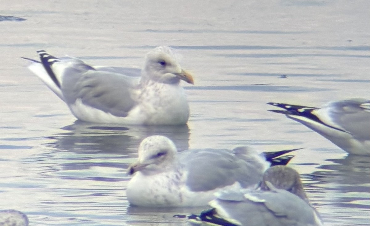 Kaio hegalzuria (thayeri/kumlieni) - ML646717947