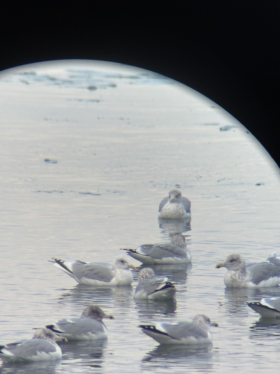 Kaio hegalzuria (thayeri/kumlieni) - ML646717948