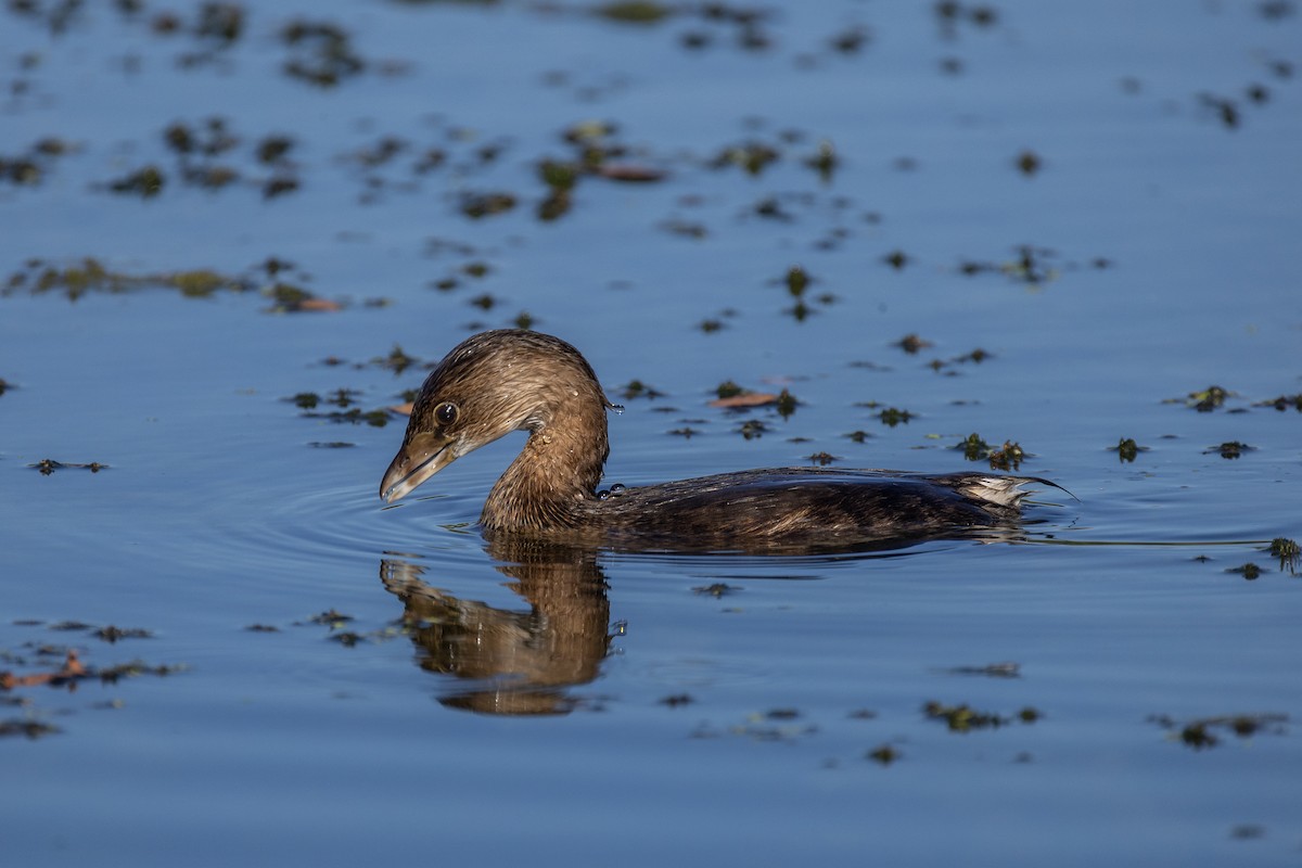 Pied-billed Grebe - ML646717949