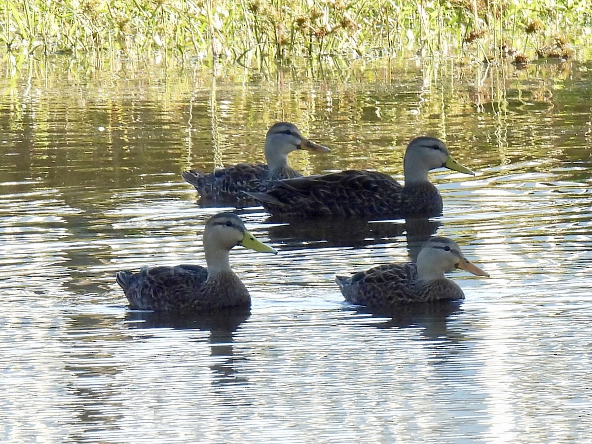 Mottled Duck (Gulf Coast) - ML646717953
