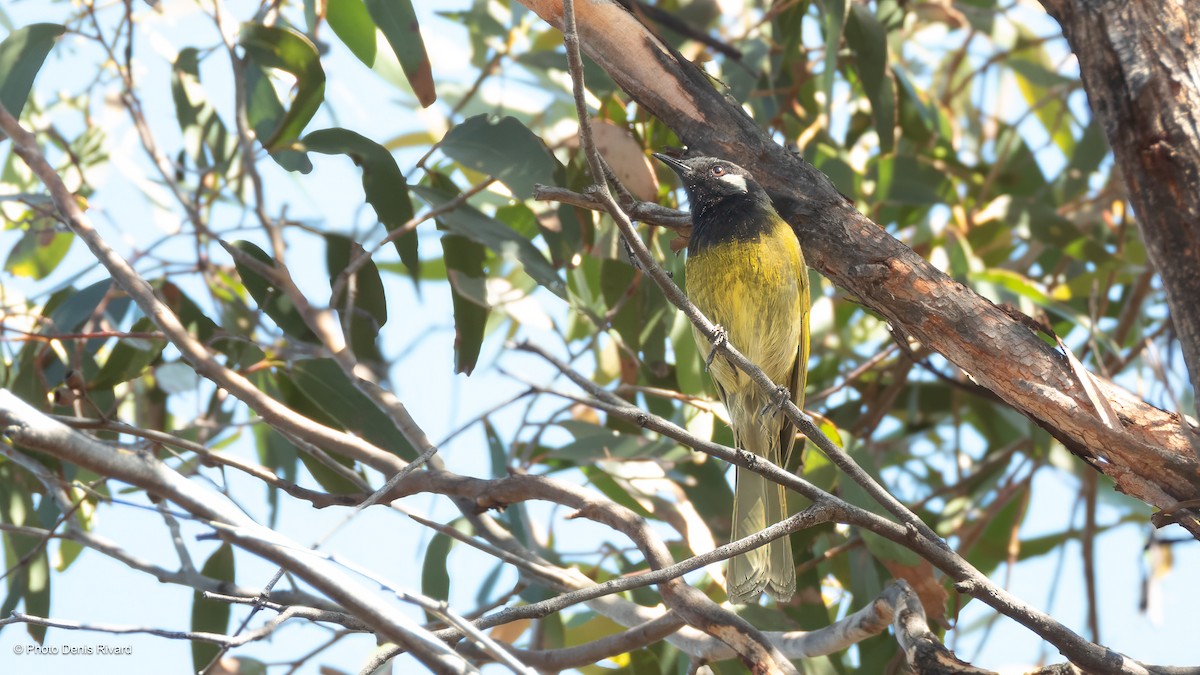White-eared Honeyeater - ML646717957
