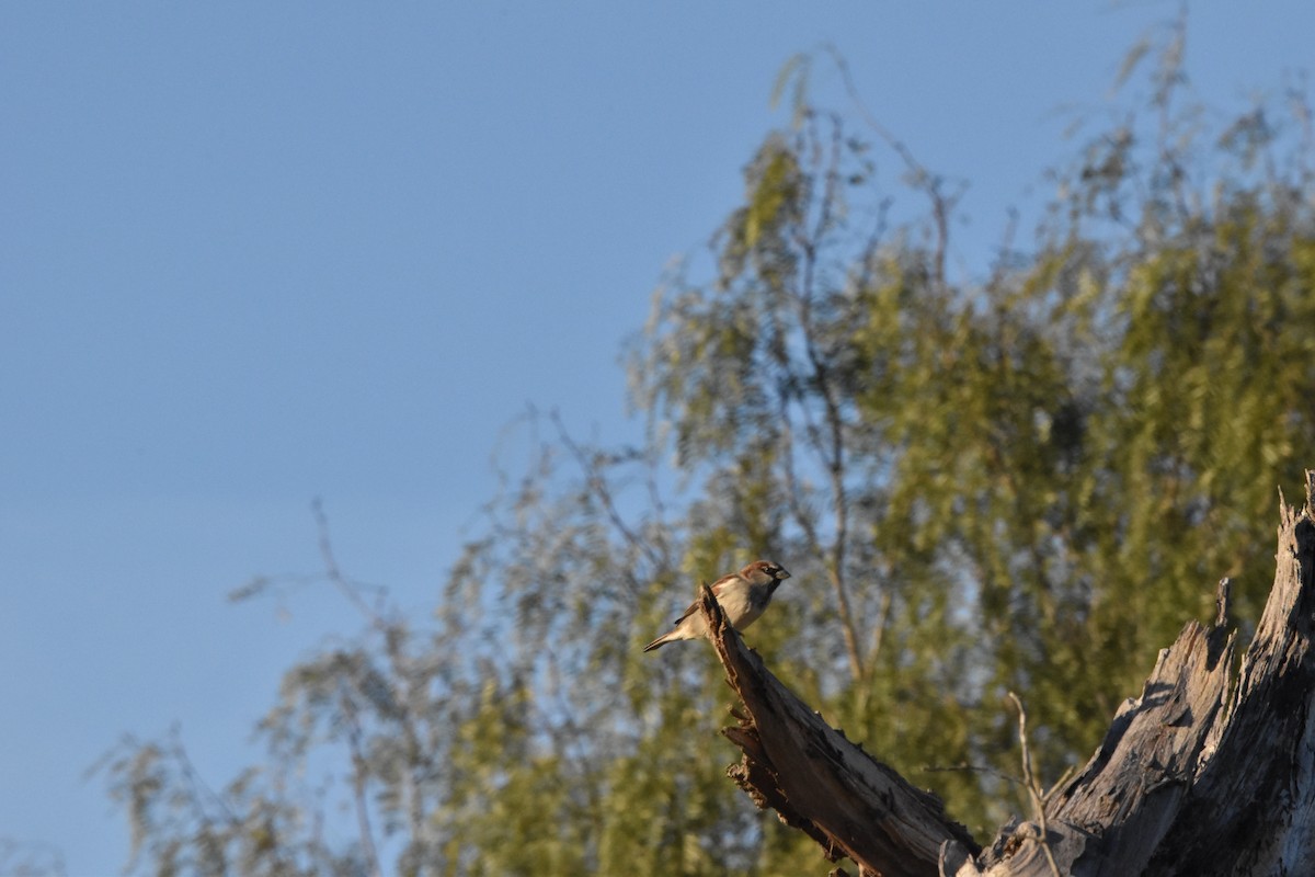 House Sparrow - ML646717958