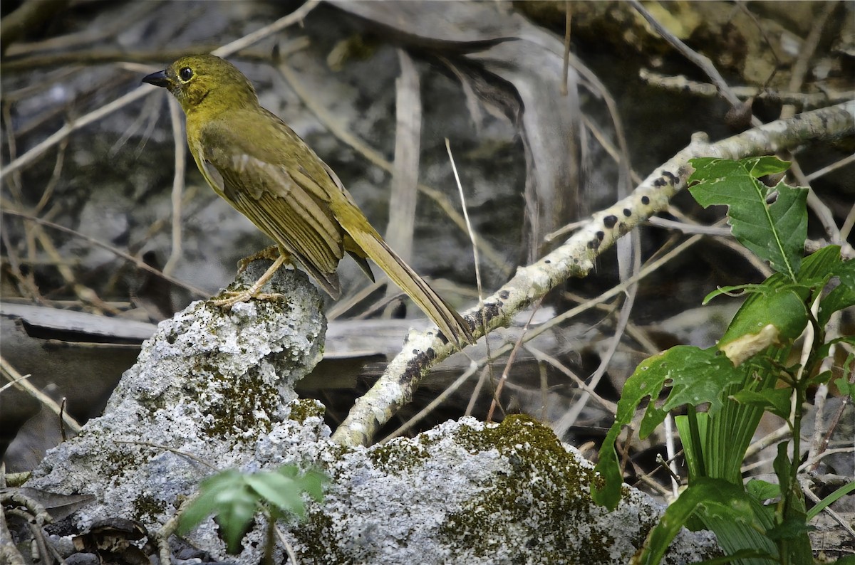 Red-throated Ant-Tanager - ML646717963