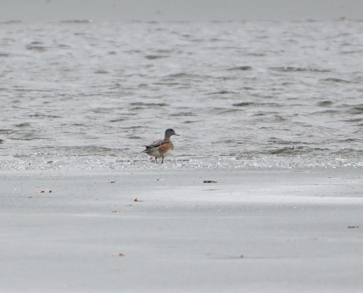 American Wigeon - ML646717964