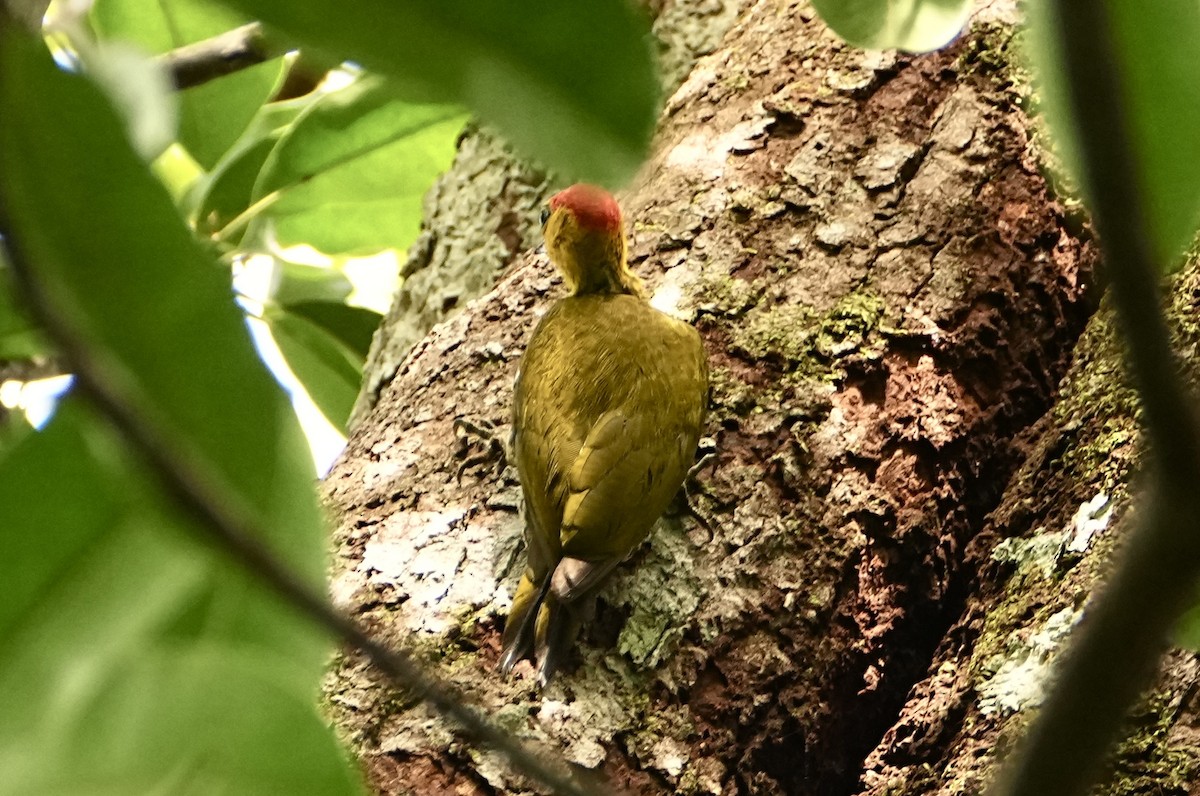 Carpintero Gorjigualdo - ML646717965