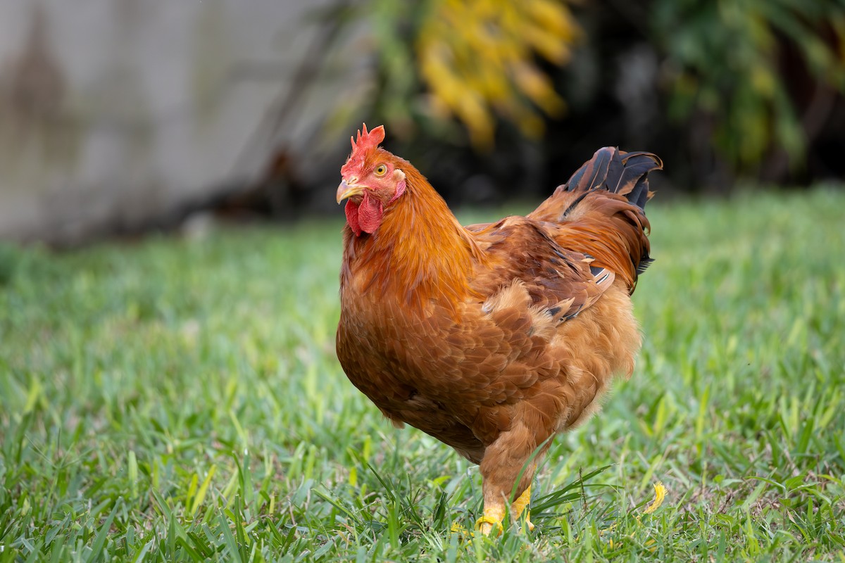 Yaban Tavuğu (evcil tip) - ML646717966