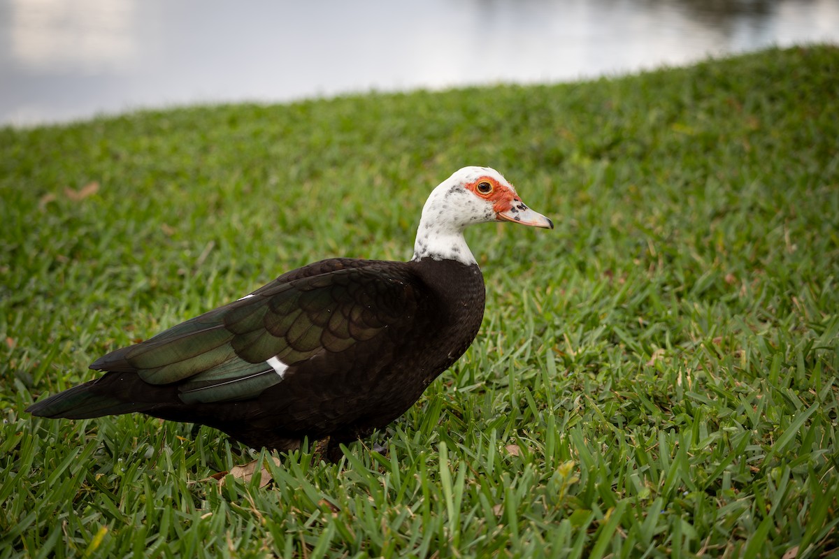 Moskof Ördeği (evcil tip) - ML646717970