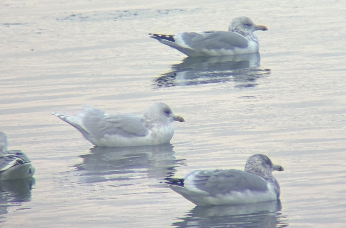 Kaio hegalzuria (kumlieni) - ML646717971