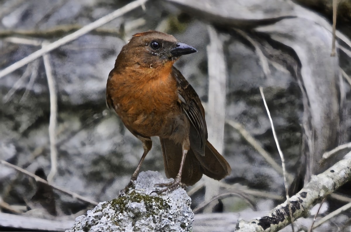 Red-throated Ant-Tanager - ML646717973