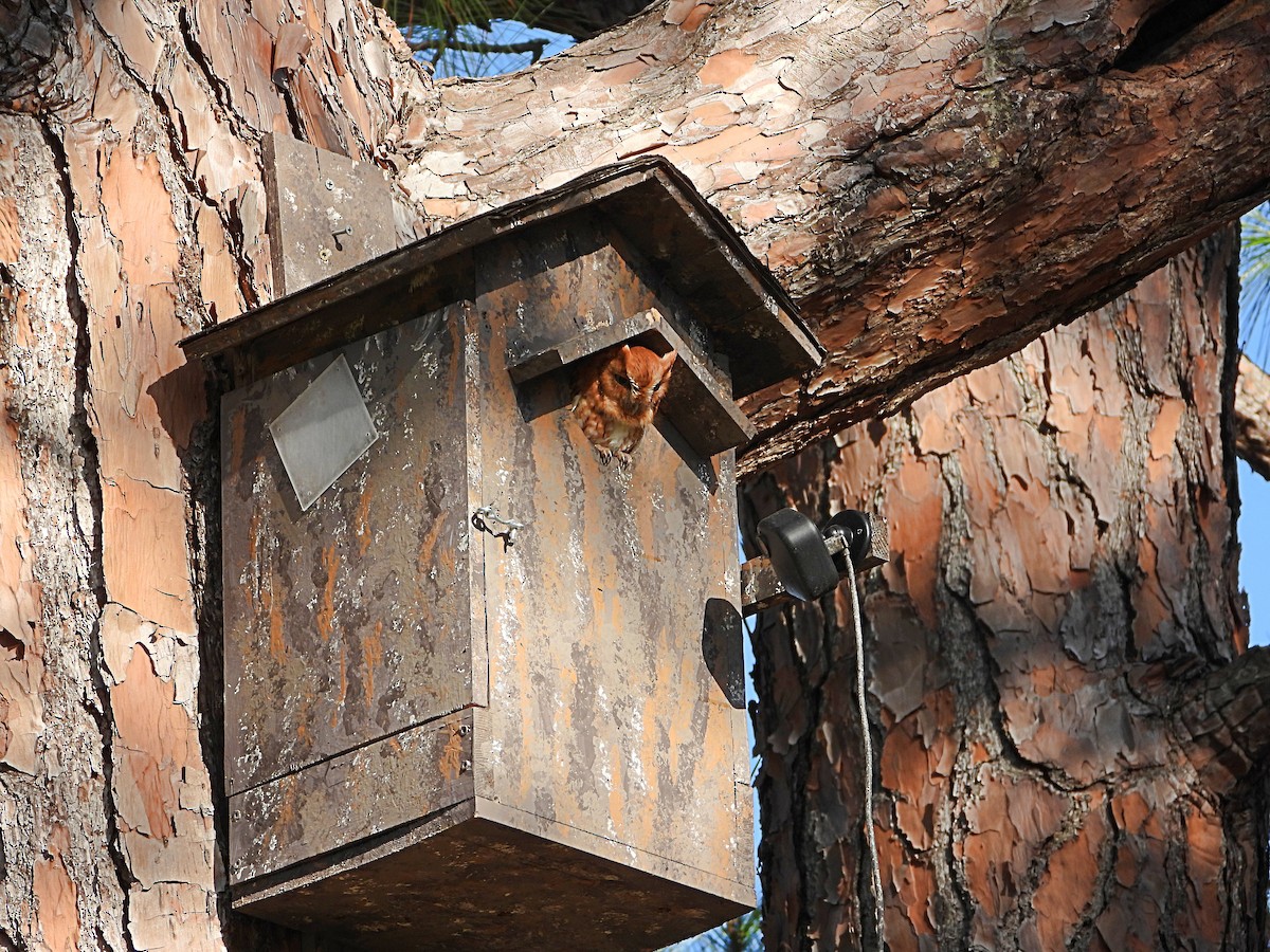 Petit-duc maculé - ML646717974