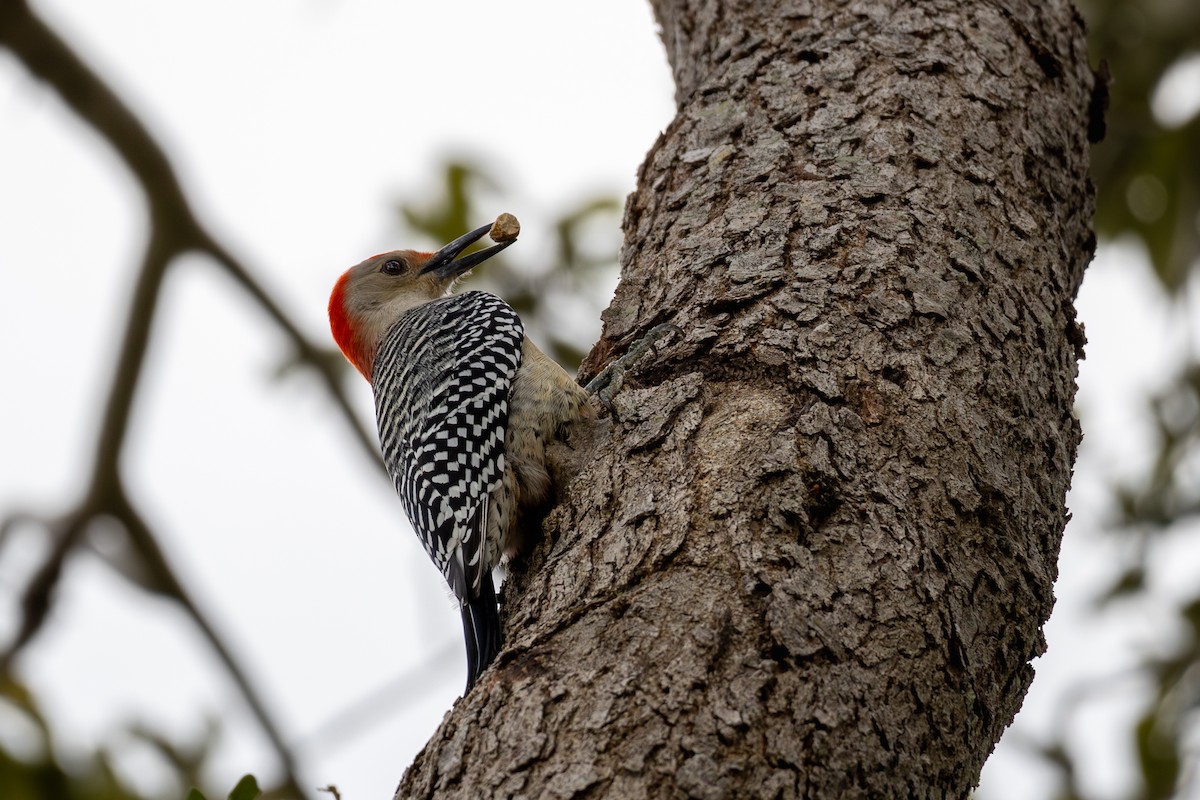 Kızılca Karınlı Ağaçkakan - ML646717975
