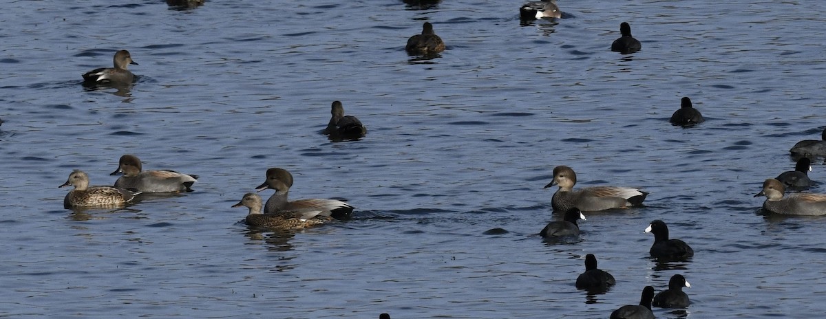 Серая утка - ML646717976