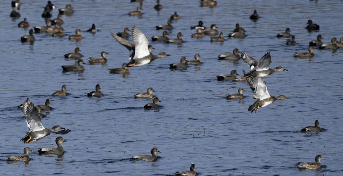 Серая утка - ML646717977