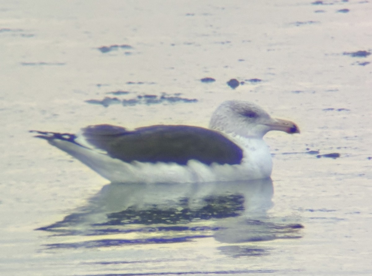 Kaio beltza - ML646717979