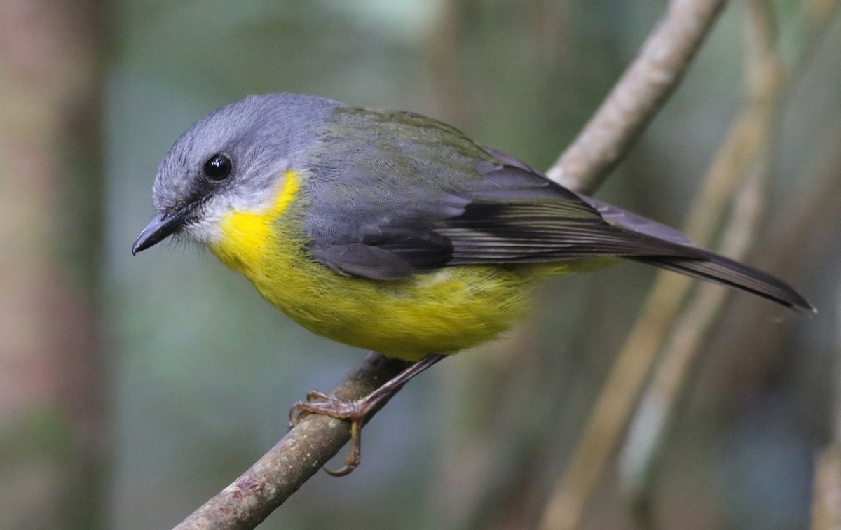 Doğulu Sarı Bülbül - ML646717980