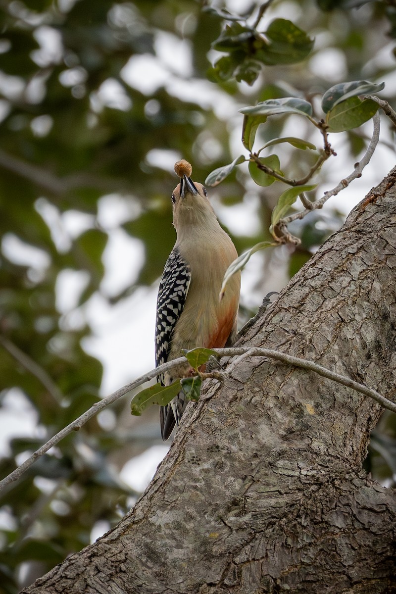 Kızılca Karınlı Ağaçkakan - ML646717981