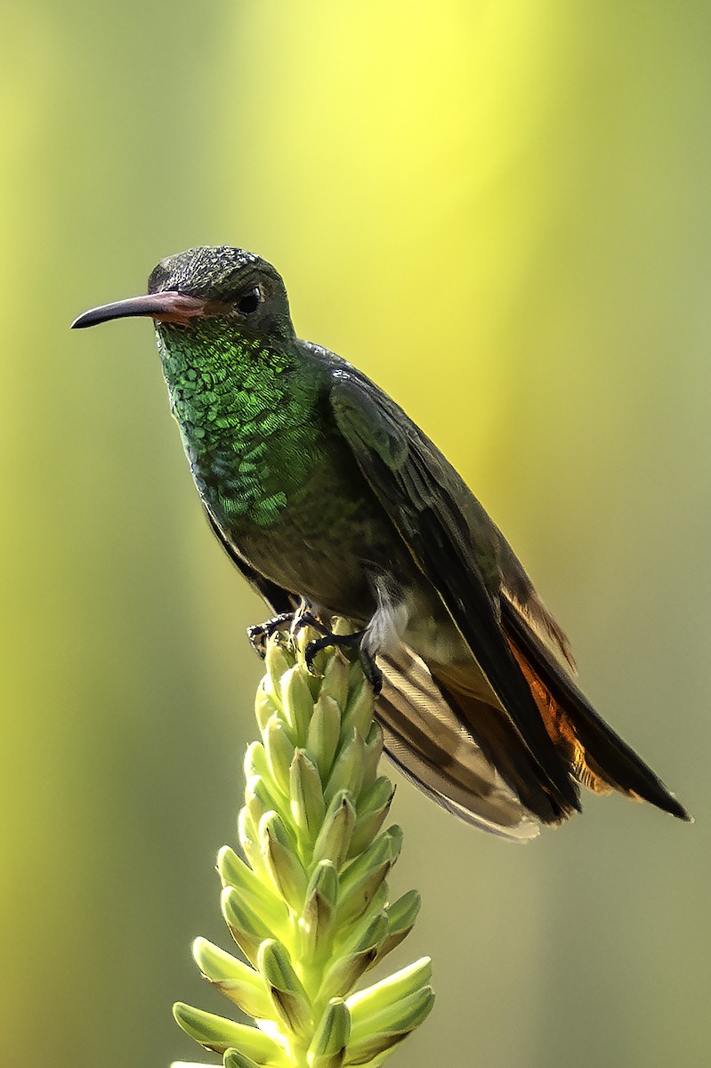 Amazilia Tzacatl - ML646717986