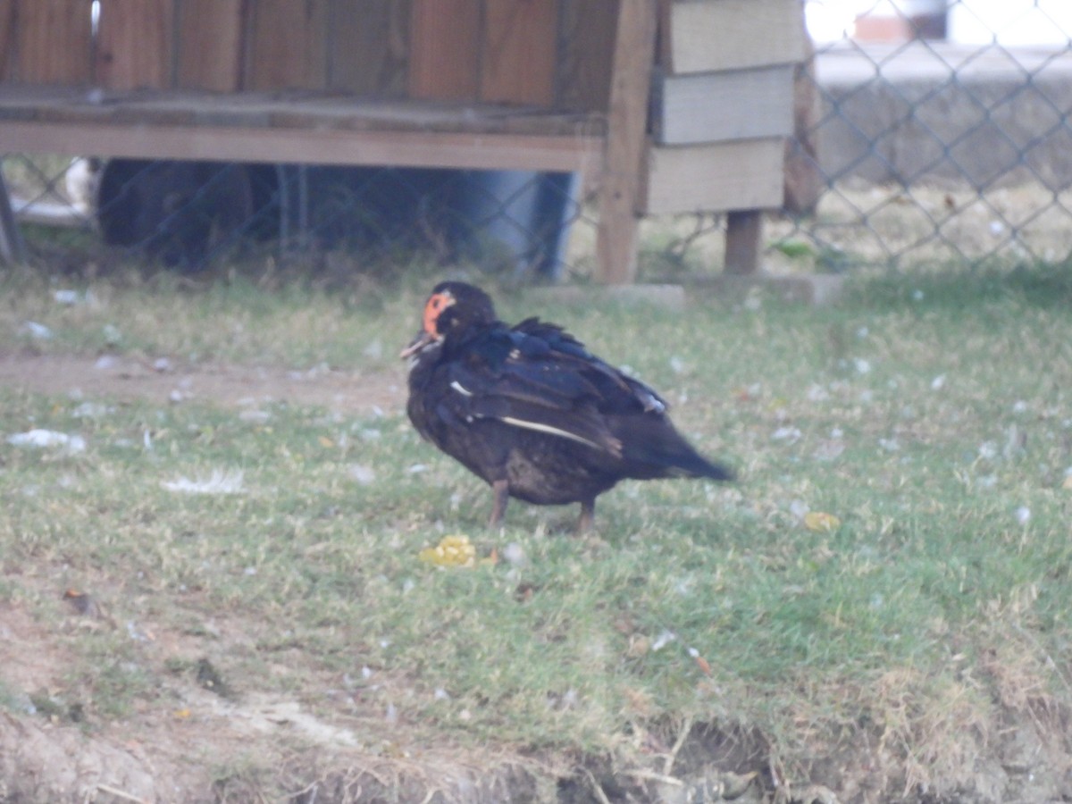 Pato Criollo - ML646717987