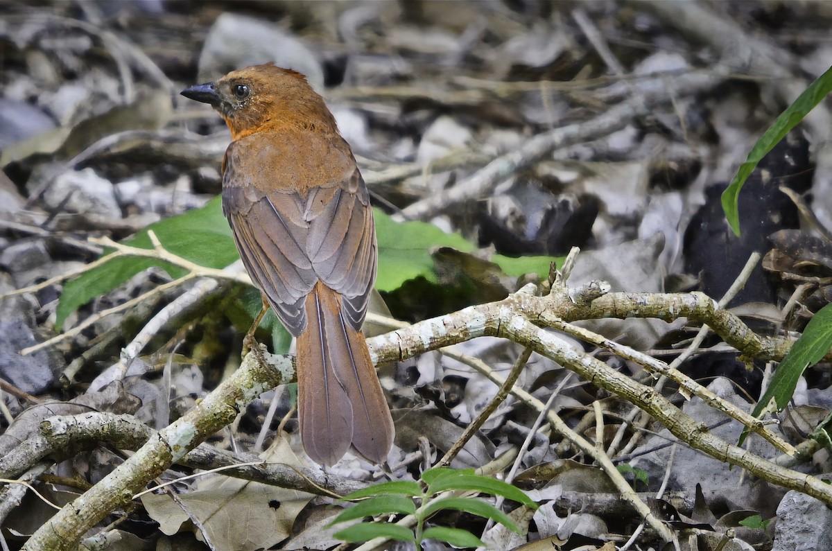 Red-throated Ant-Tanager - ML646717991