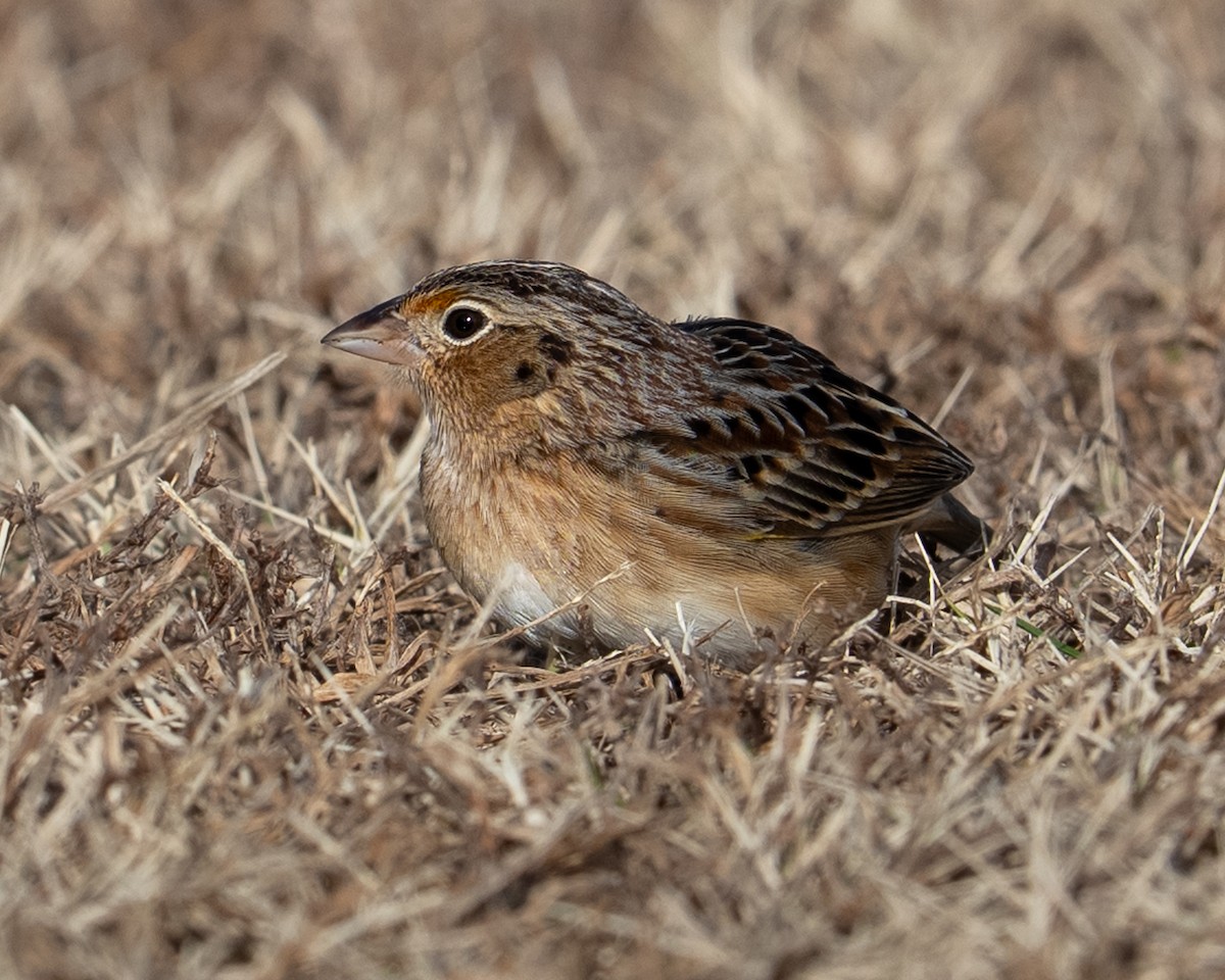 Кузнечиковая овсянка-барсучок - ML646717992