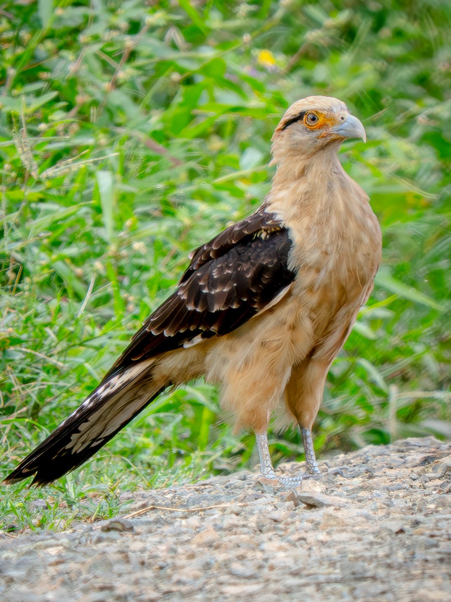 Yellow-headed Caracara - ML646717993