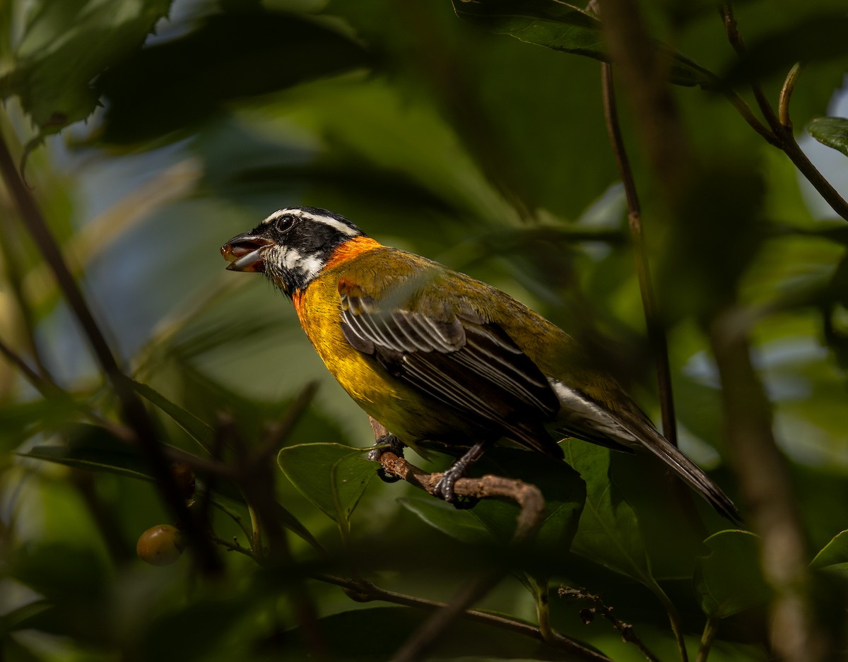 Zéna de Porto Rico - ML646718002