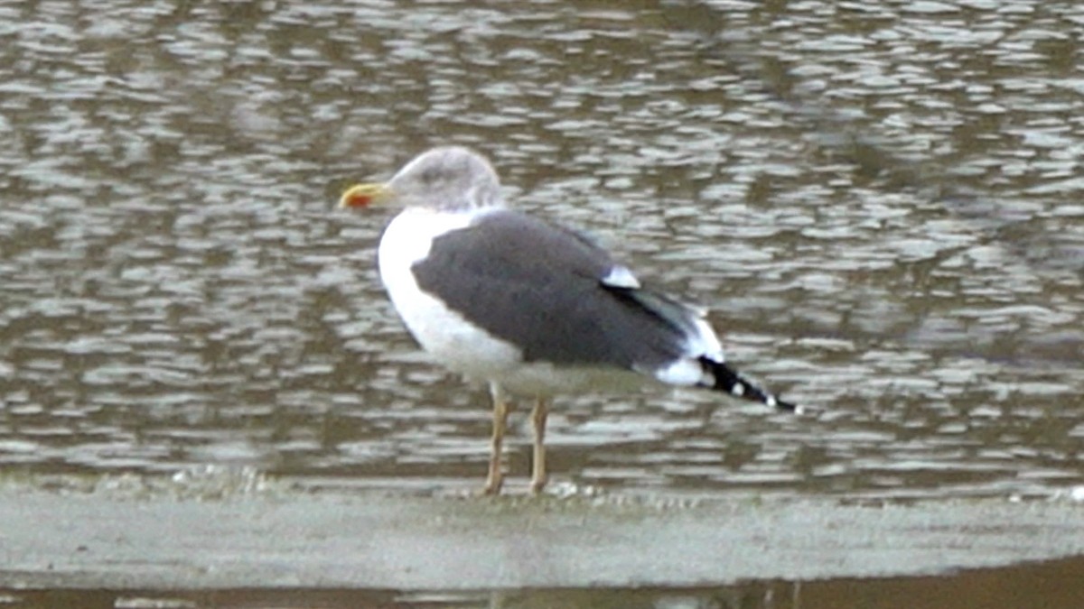 ニシセグロカモメ - ML646718007