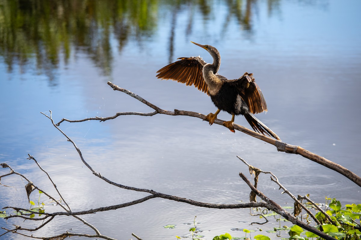 Amerika Yılanboyunu - ML646718010