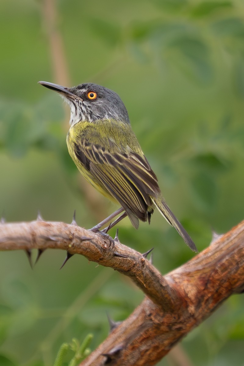 Spotted Tody-Flycatcher - ML646718012