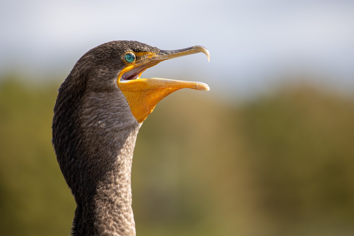 Kulaklı Karabatak - ML646718013