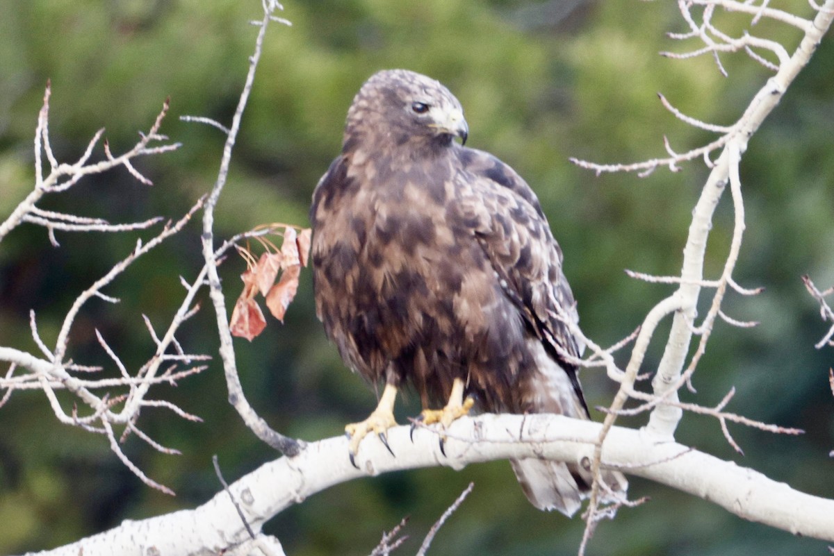 アカオノスリ（harlani） - ML646718016