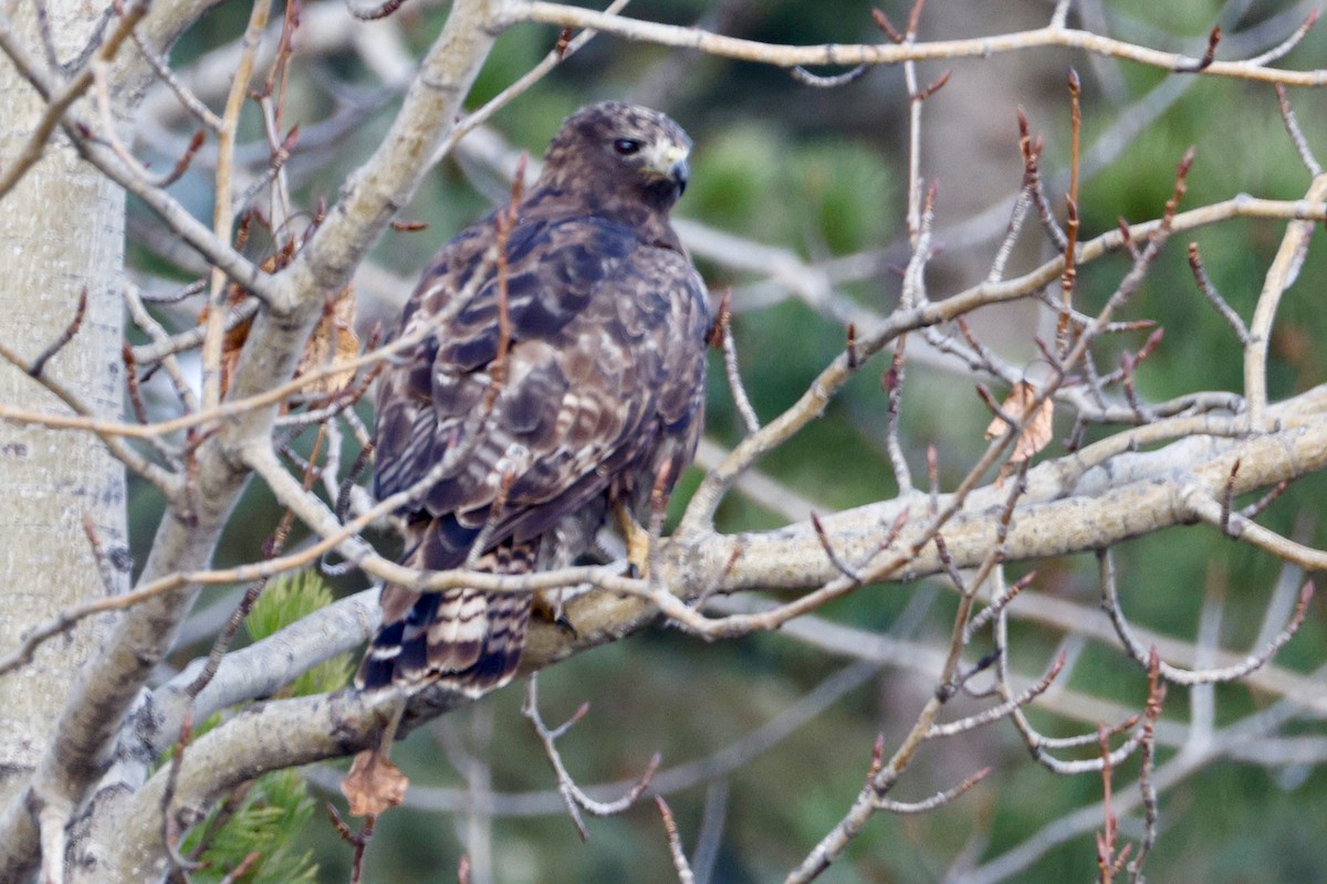 アカオノスリ（harlani） - ML646718017