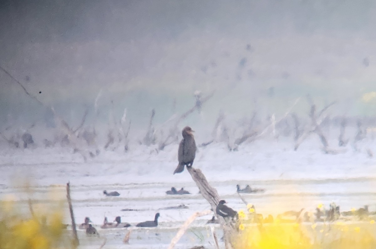 Баклан бразильський - ML646718019