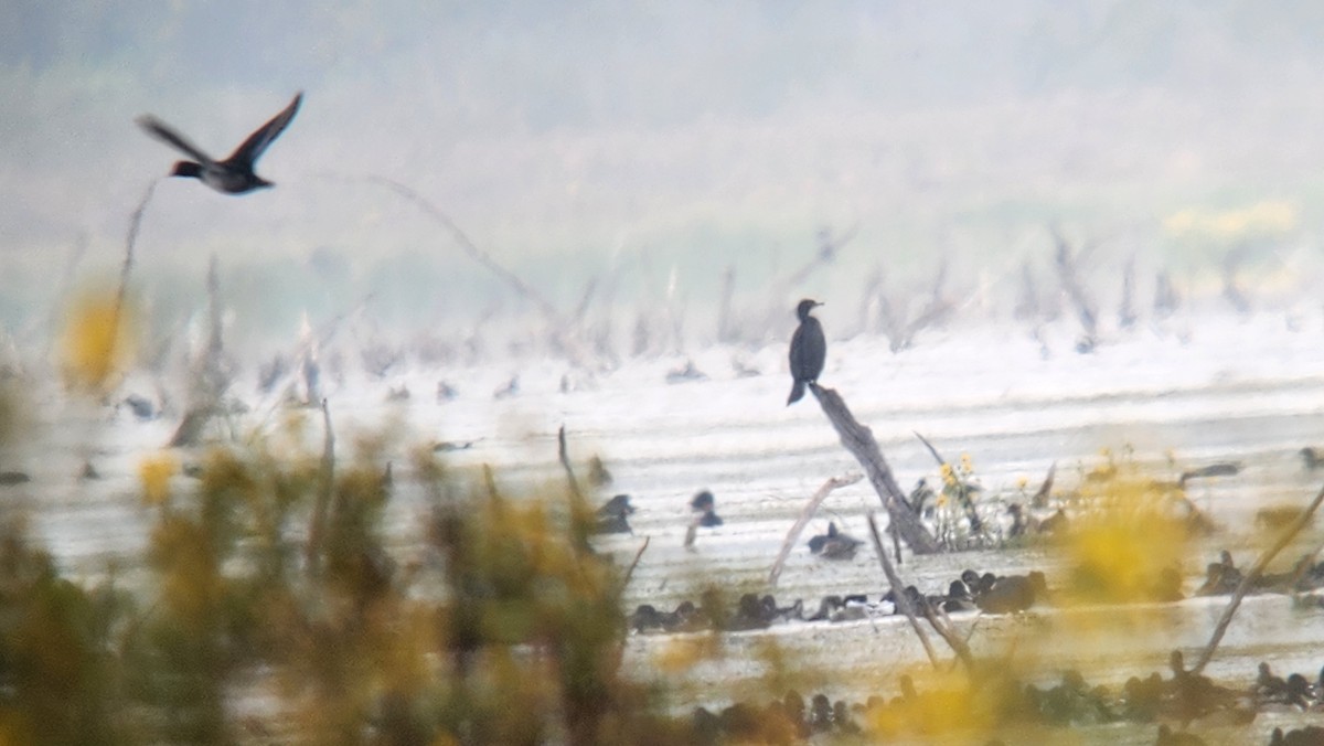 Баклан бразильський - ML646718021