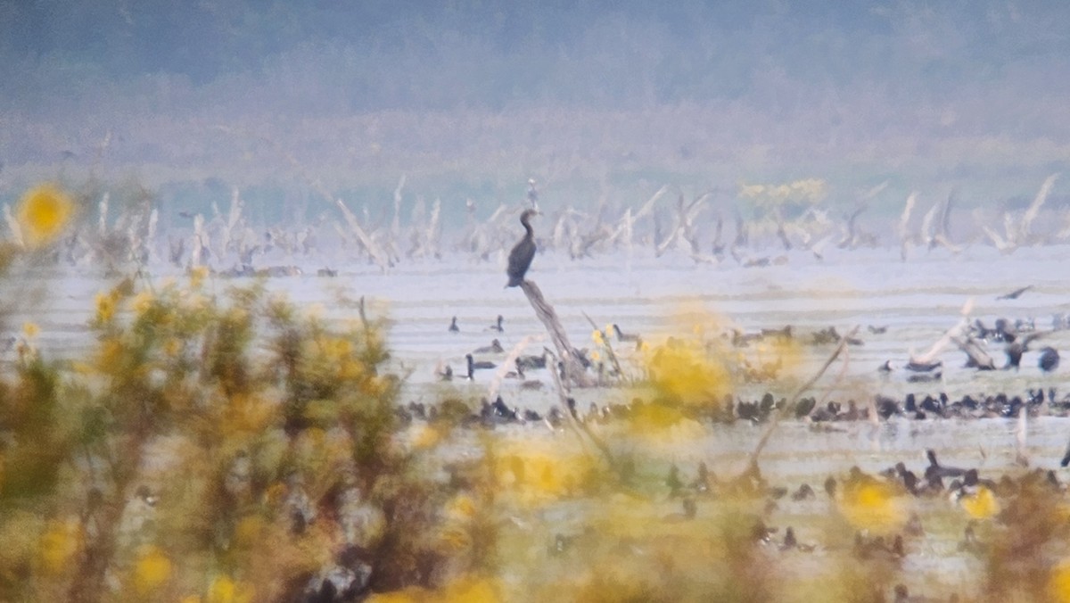 Баклан бразильський - ML646718022