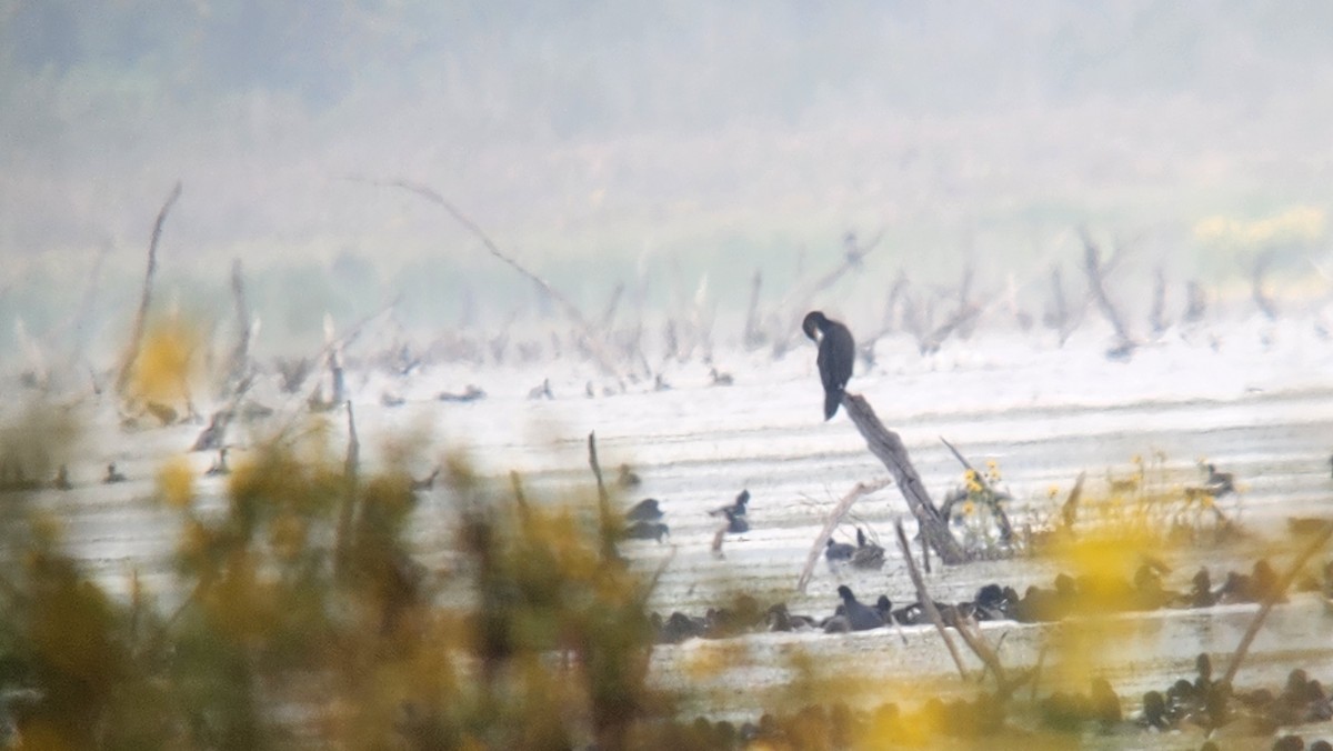 Баклан бразильський - ML646718024