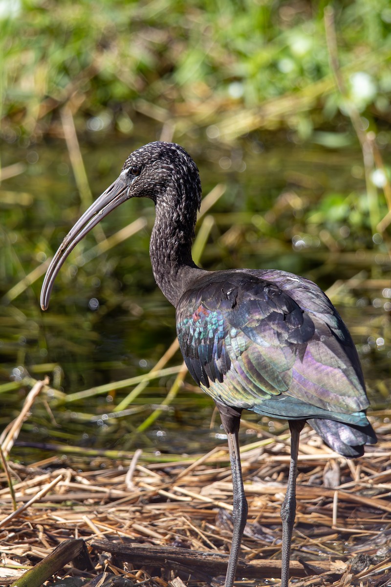 Çeltikçi - ML646718025