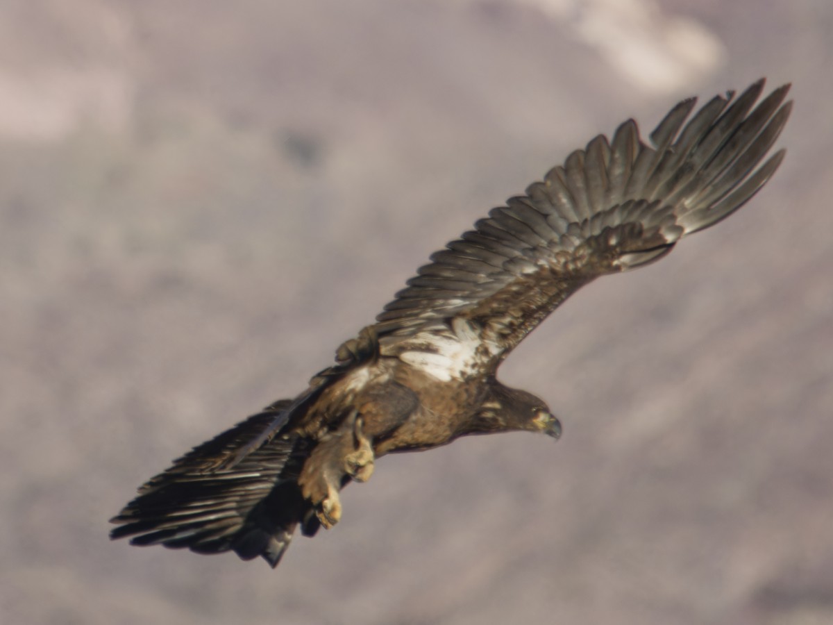 Белоголовый орлан - ML646718027