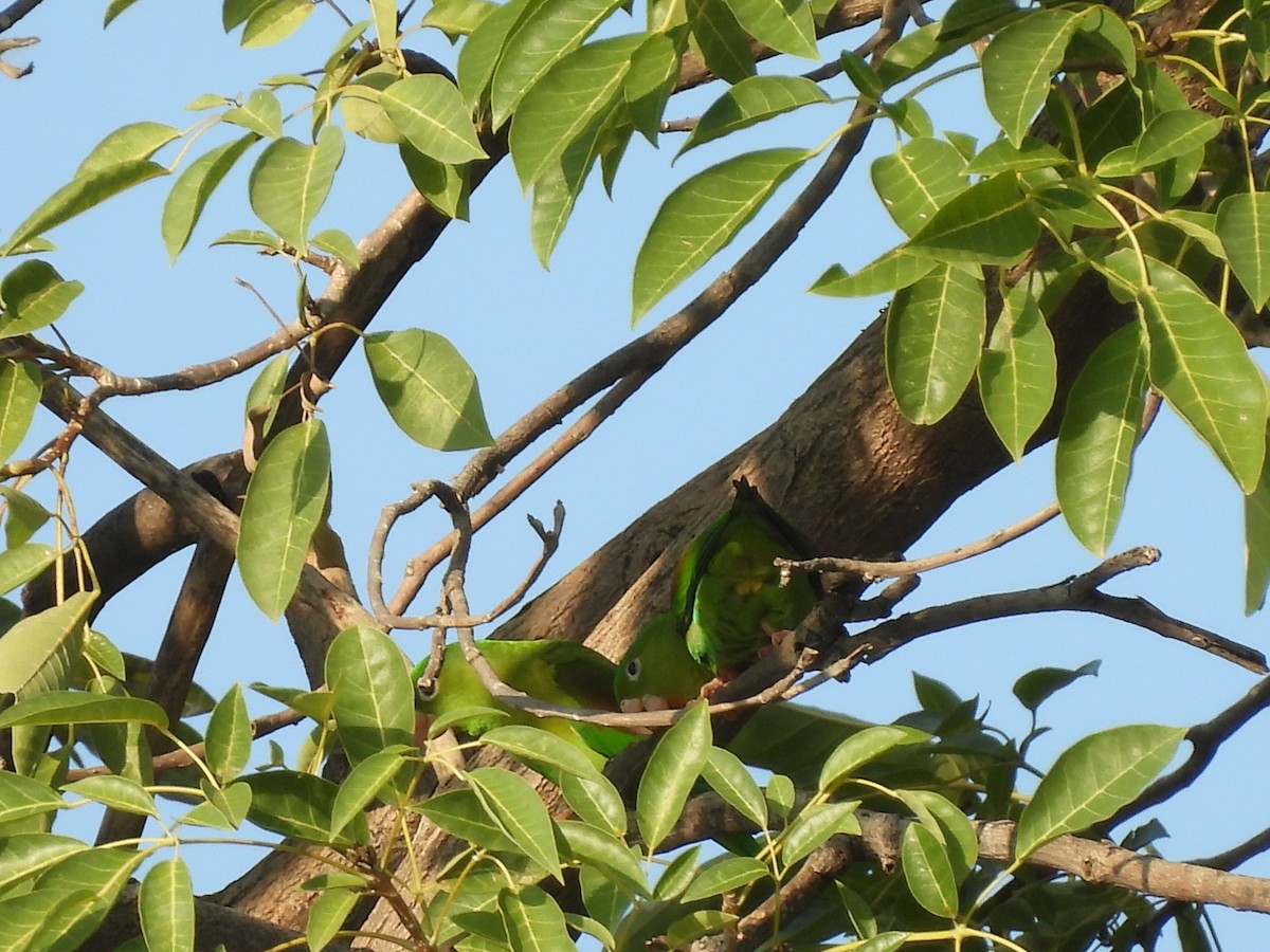 Catita Churica - ML646718029