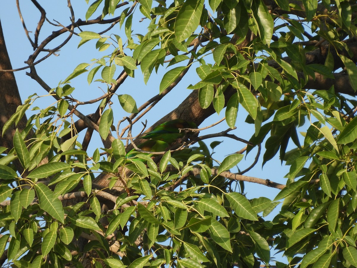 Catita Churica - ML646718030