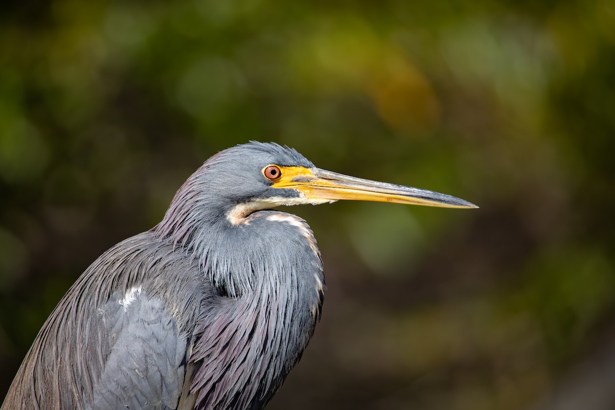 Üç Renkli Balıkçıl - ML646718033