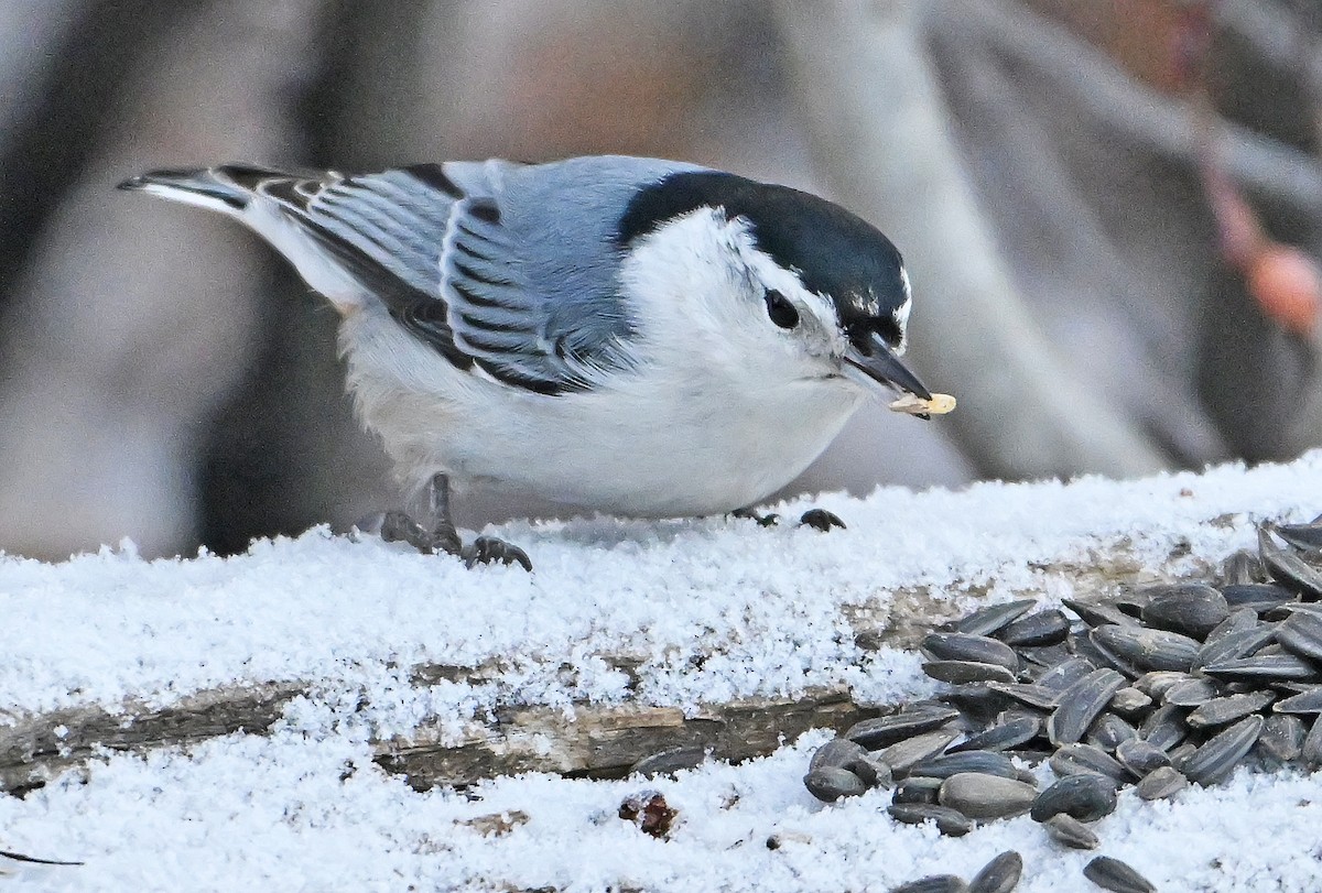 Trepador Pechiblanco - ML646718034