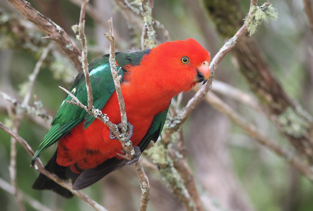 Avustralya Kral Papağanı - ML646718035