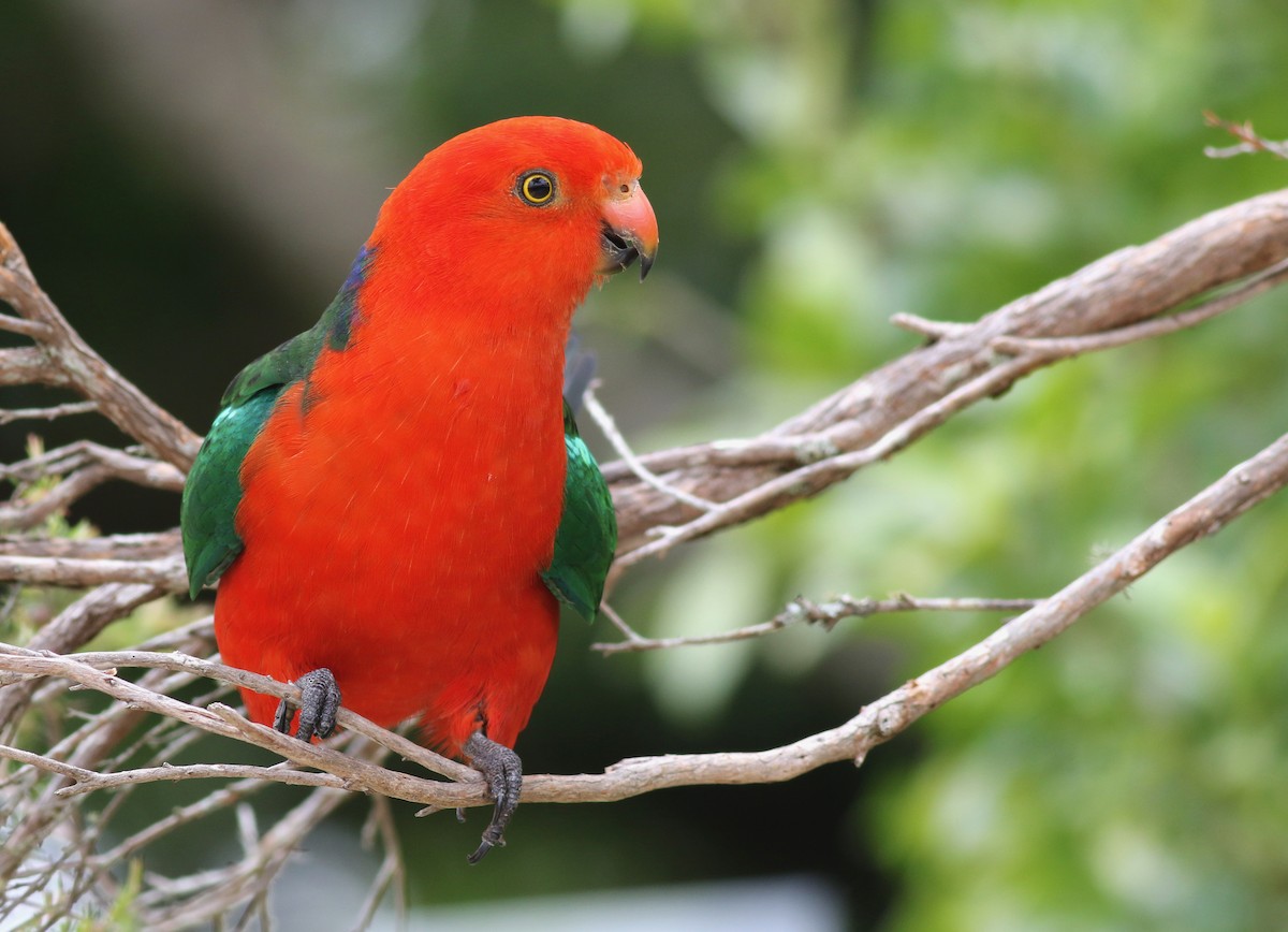 Avustralya Kral Papağanı - ML646718036