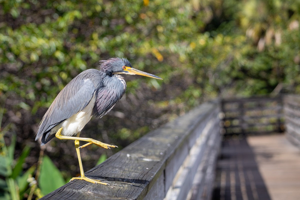 Üç Renkli Balıkçıl - ML646718037