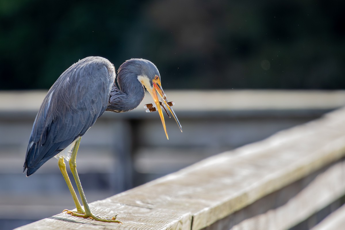 Üç Renkli Balıkçıl - ML646718045