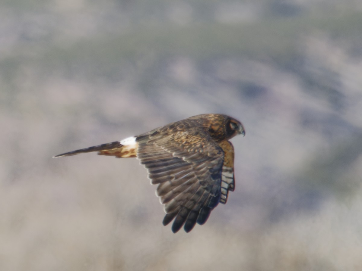 Американский лунь - ML646718048