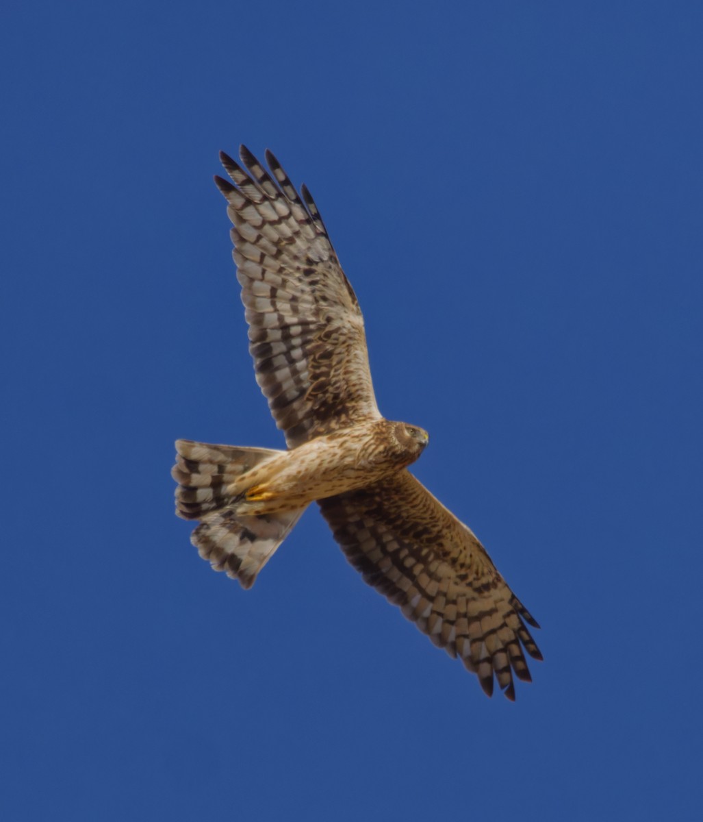 Американский лунь - ML646718049