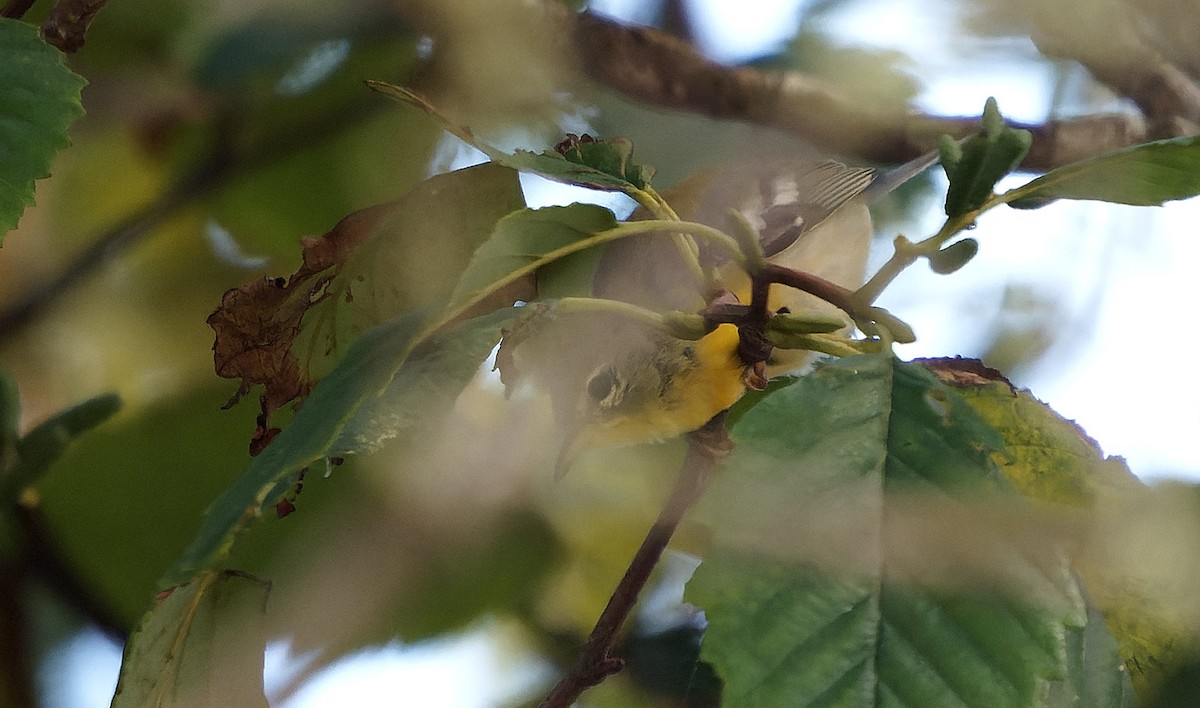 stryparula - ML646718050