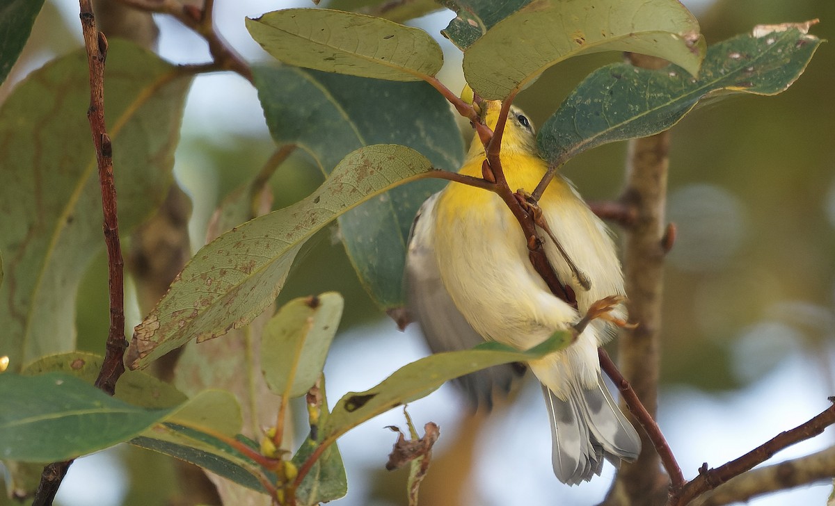 stryparula - ML646718051